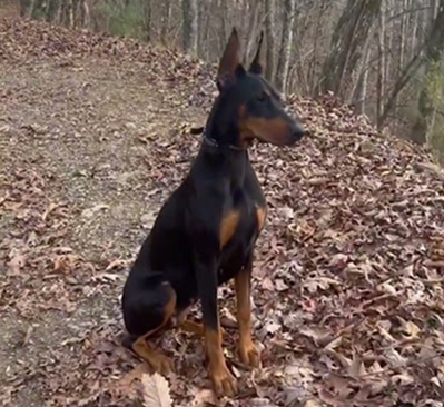 Doberman Pinscher Nyx🐾