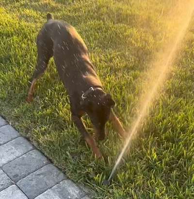 She did not like the sprinklers lol