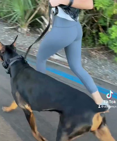 Morning run with my pups