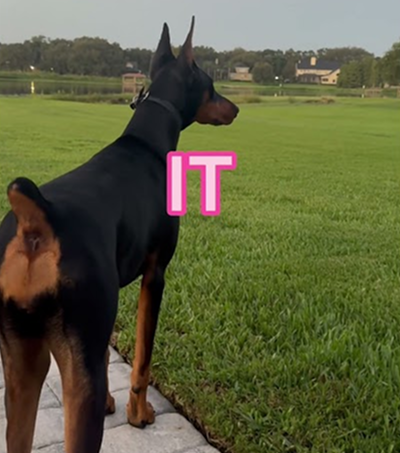 I identify as The She It 🐾