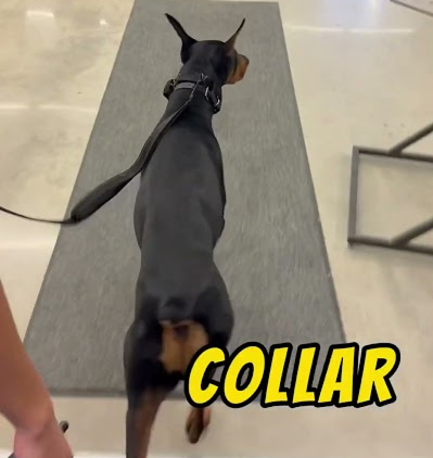 Taking my dobie to Petco