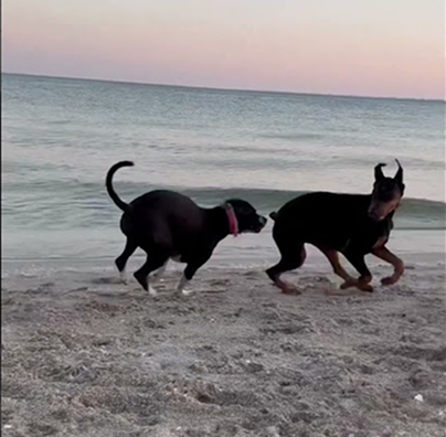 Nyx found a friend on the beach 🏖️