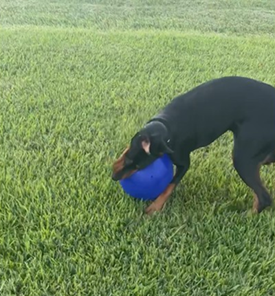 Dobie Nyx playing with her ball toy