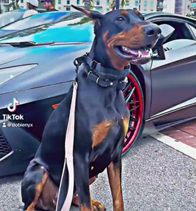 Cars and dogs!