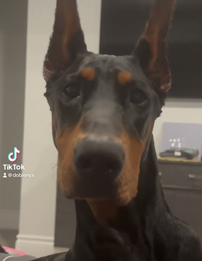 Snoop #doberman