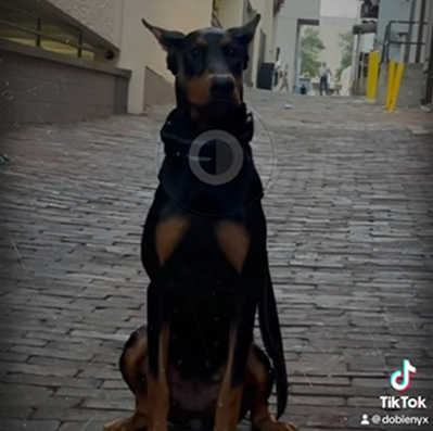 Alley vibes with my fearless Doberman. 🌆🐾