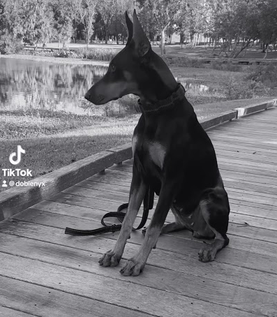 Perfection 🖤🐾