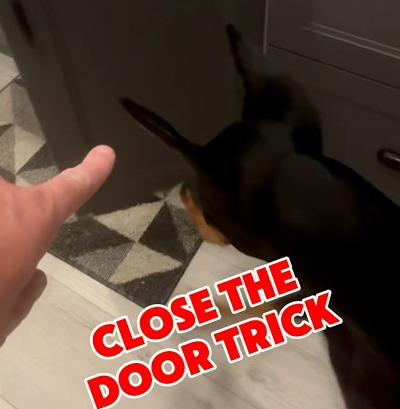 Check out Nyx closing the kitchen cabinets like a pro! 🐾🦸‍♀️