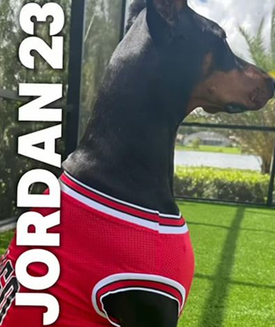 🐾 #jordan #dogs #doberman #jordan23 #airjordan