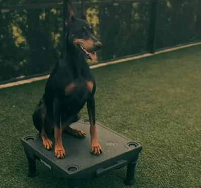 Doberman photoshoot