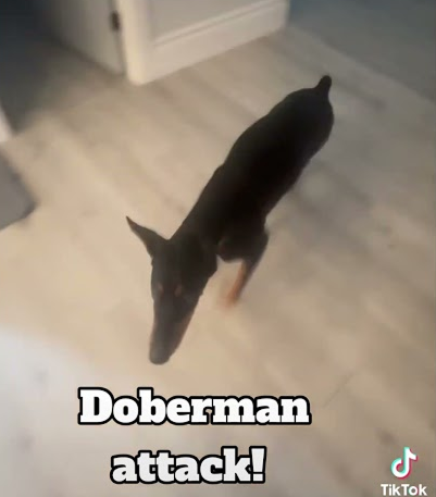 Doberman attack!