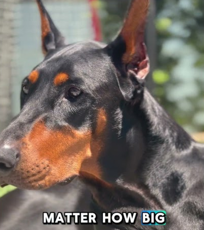 Did you know about Nyx?