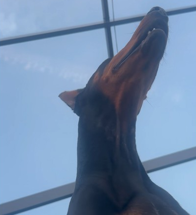 Just look at it