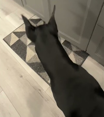 Close the door 🚪🐾