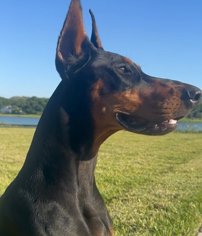 Dobermans are aggressive!