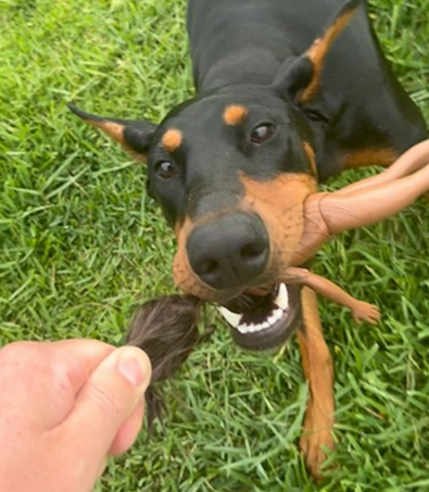 How to survive a dog attack!
