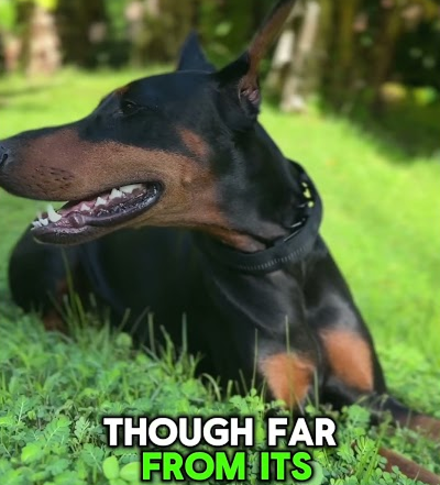 Florida jungles are wild!