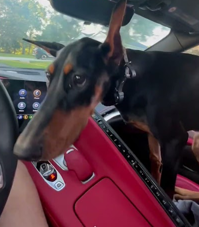 My Dobie riding in a corvette