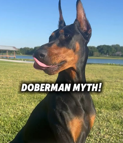 Doberman turn on their owners!