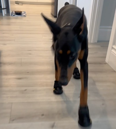 I’m a big stepper 🐾