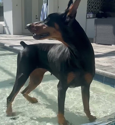 It’s pool season in Florida