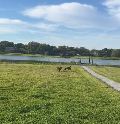 Nyx playing with Lola