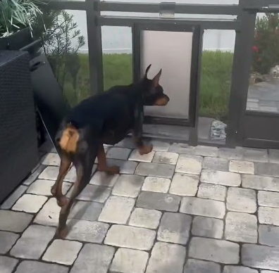 Screen patio doggie door