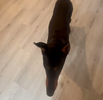 She’ll do anything for a treat!