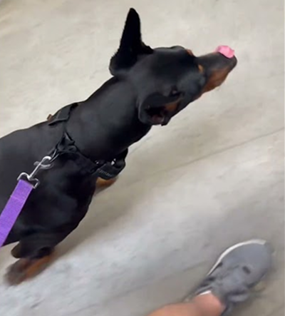 Took my dobie to Home Depot