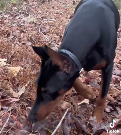 Doberman #dobie #dogs #funnydogshorts