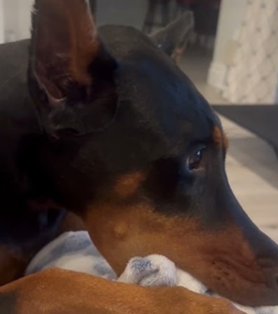Does your Doberman do this?