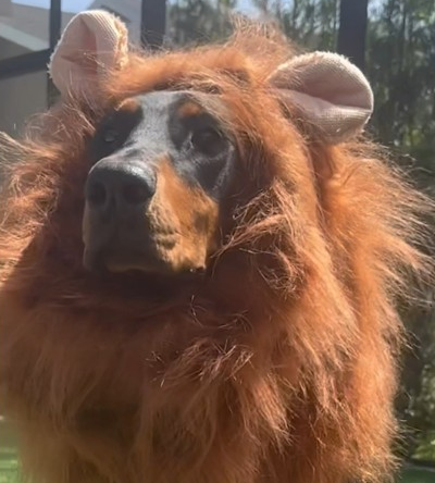 The king of the jungle