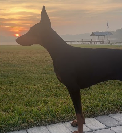 Good morning Nyx 🌅