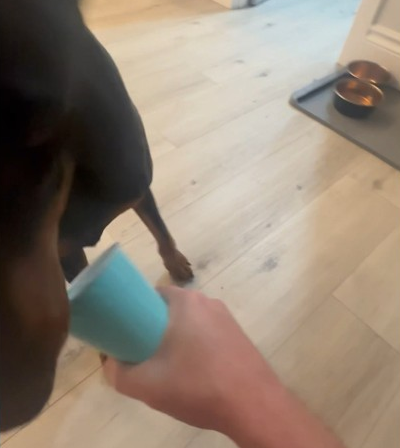 My Dobie trying to get her treat 🐾