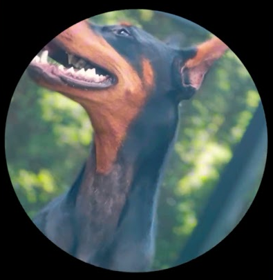 #doberman #dogshorts