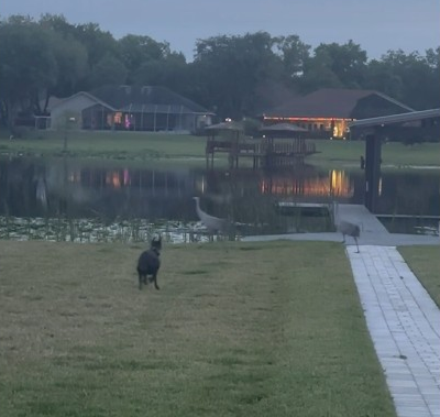 Doberman attacks birds 😲