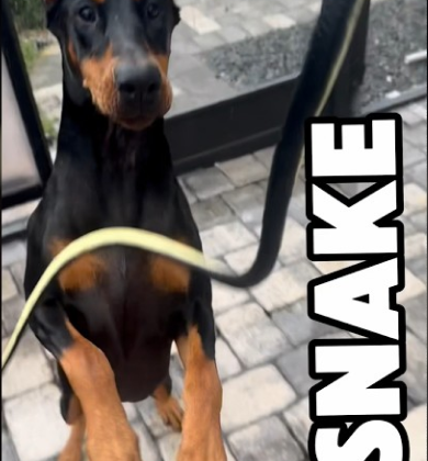 Snake vs Doberman