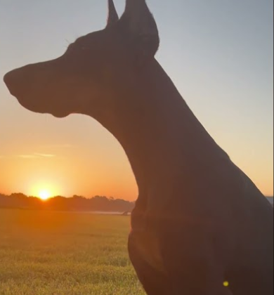 Nature’s most noble and vigilant creatures!