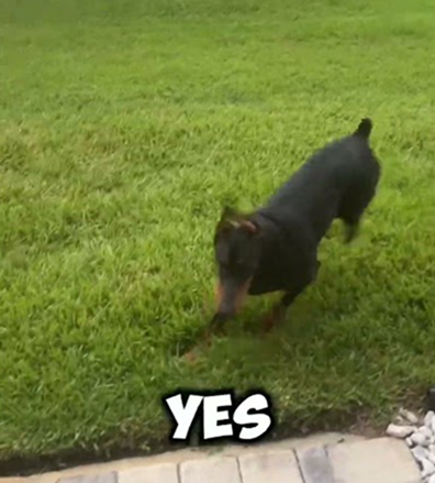 Backyard Run Nyx 💨