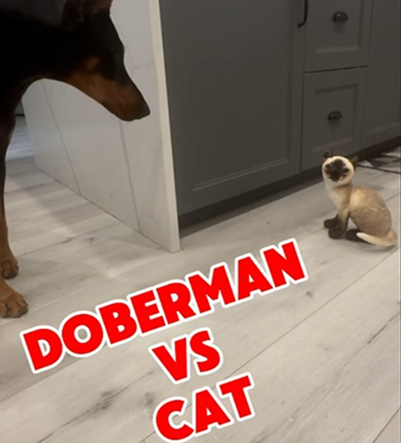 Doberman vs Cat