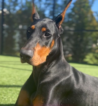 Did you know that Doberman Pinschers are often referred to as “velcro dogs”?