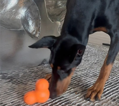 What toys do you use to keep your dog stimulated?