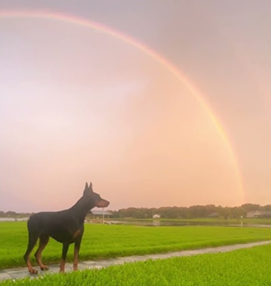 Florida rainbow