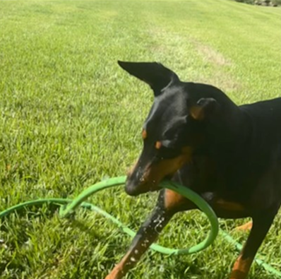 My Crazy Dog
