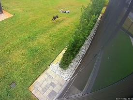 Got wiped out by my Doberman 😂