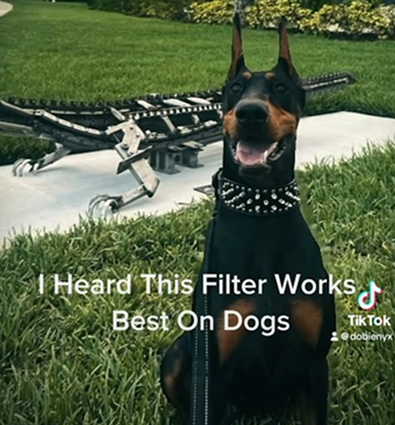 This filter 🐾