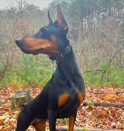 Doberman #dobermanpinscher #dogs