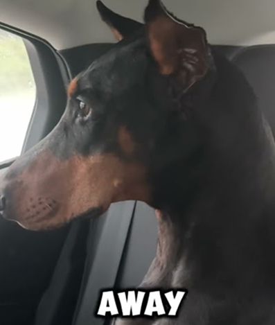 Eating dogs and cats