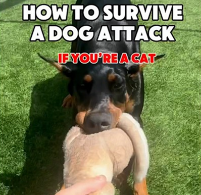 How to survive a dog attack if you’re a cat!🐈‍⬛