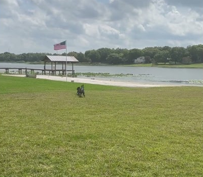 Just another video #doberman #pitbull